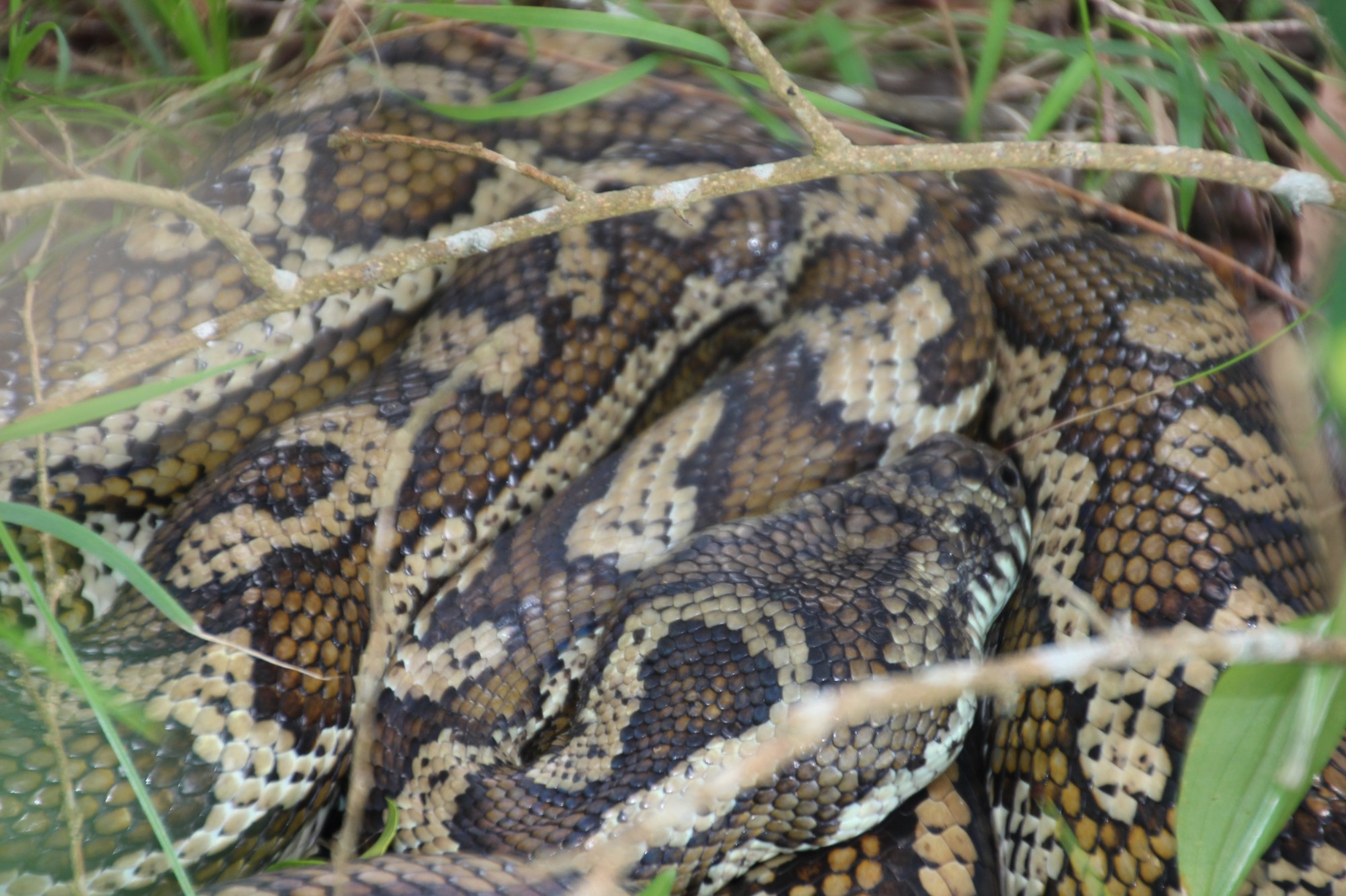 A large carpet python coiled in the grass near camp at Station Creek