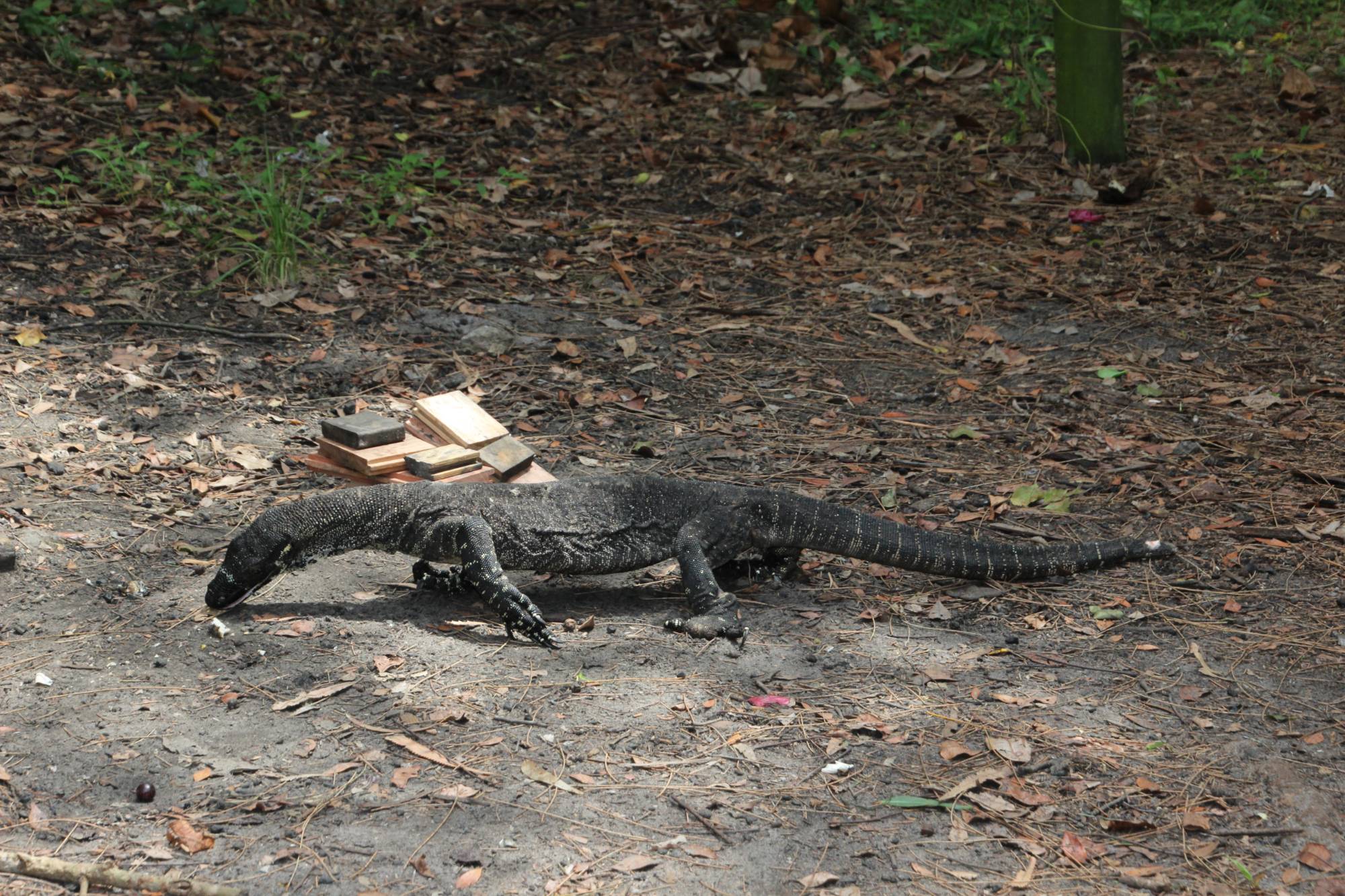 A resident goanna wandering past the firewood stack at Station Creek campground